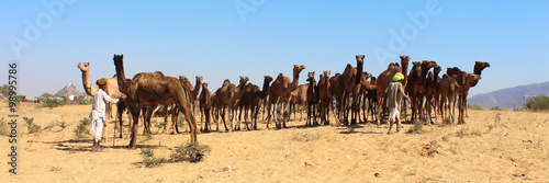 Inde / Pushkar Camel Fair (Foire aux chameaux)