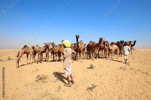 Inde   Pushkar Camel Fair  Foire aux chameaux 
