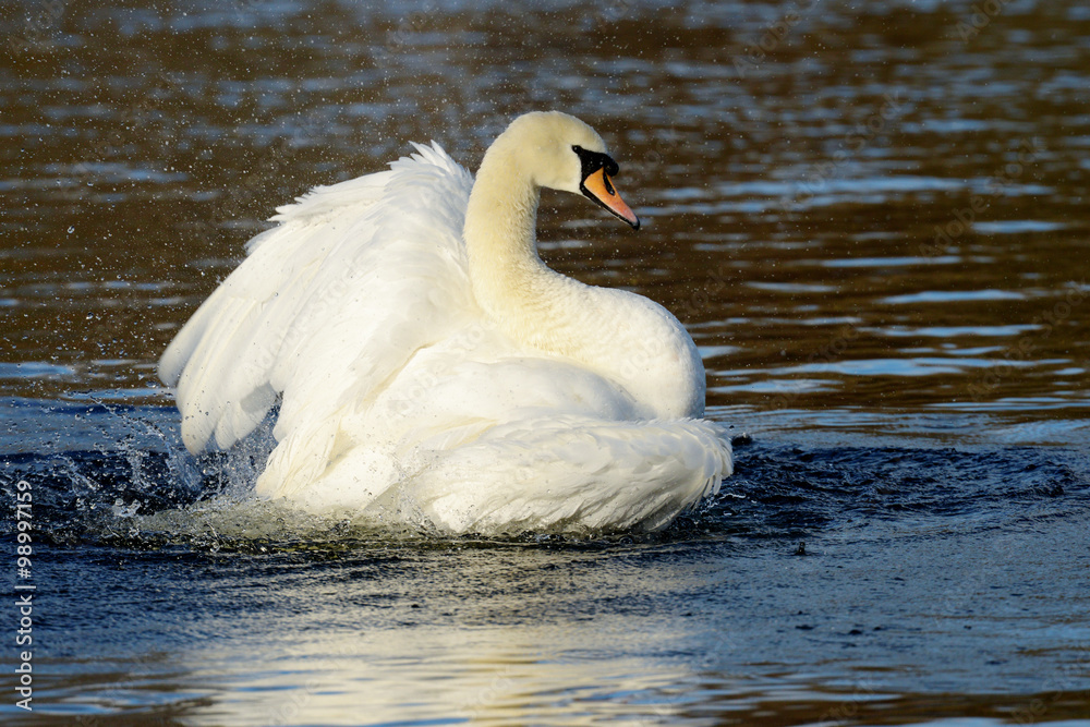 Mute Swan, cygnus olor