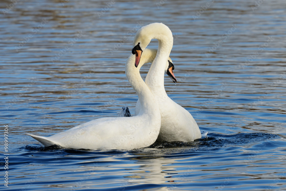 Fototapeta premium Mute Swan, cygnus olor