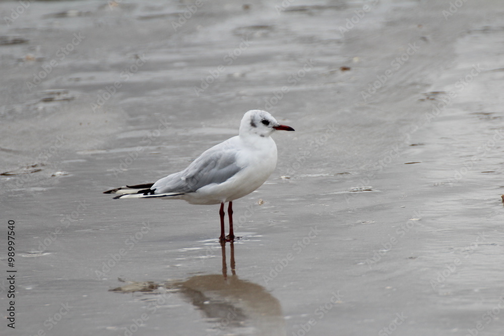 Mouette trouvant ce mois d'août bien froid