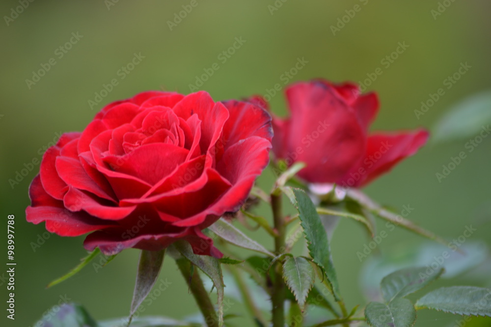 Fototapeta premium Red roses