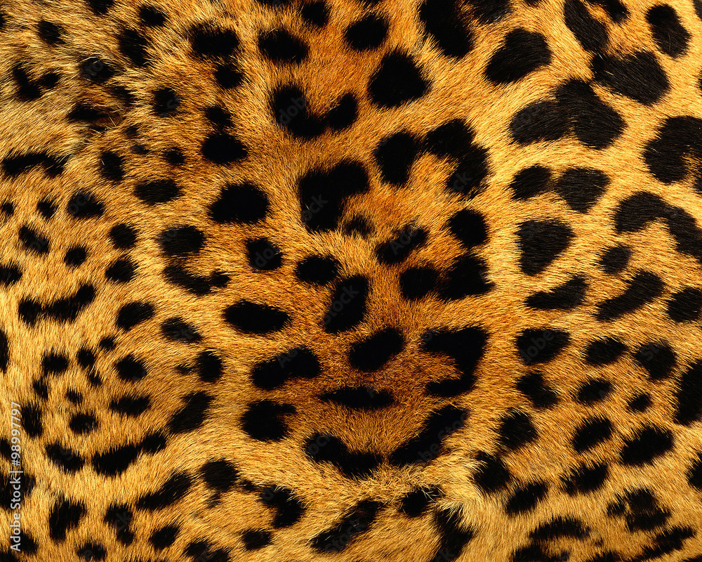 Animal skin texture for concept of nature Animal skin texture for concept of nature