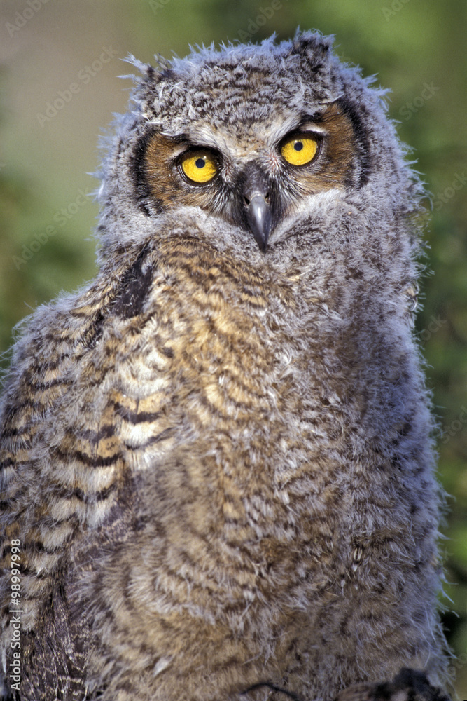 Obraz premium Close-up of baby Great Horned Owl