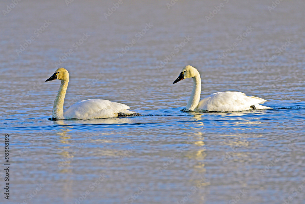 Two Tundra Swans swimming in lake Two Tundra Swans swimming in lake