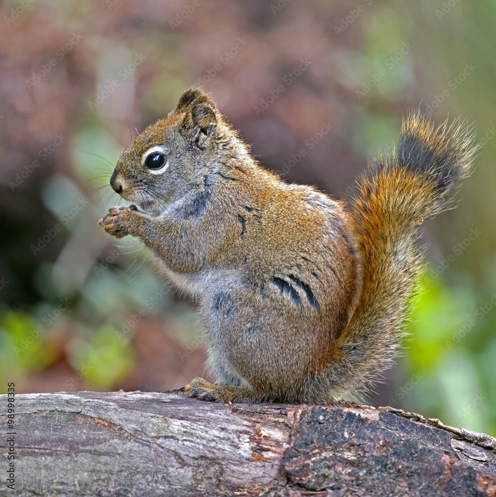 Red Squirrel feeding seeds