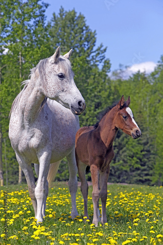 Grey Mare and Foal standing together in meadow of flowers