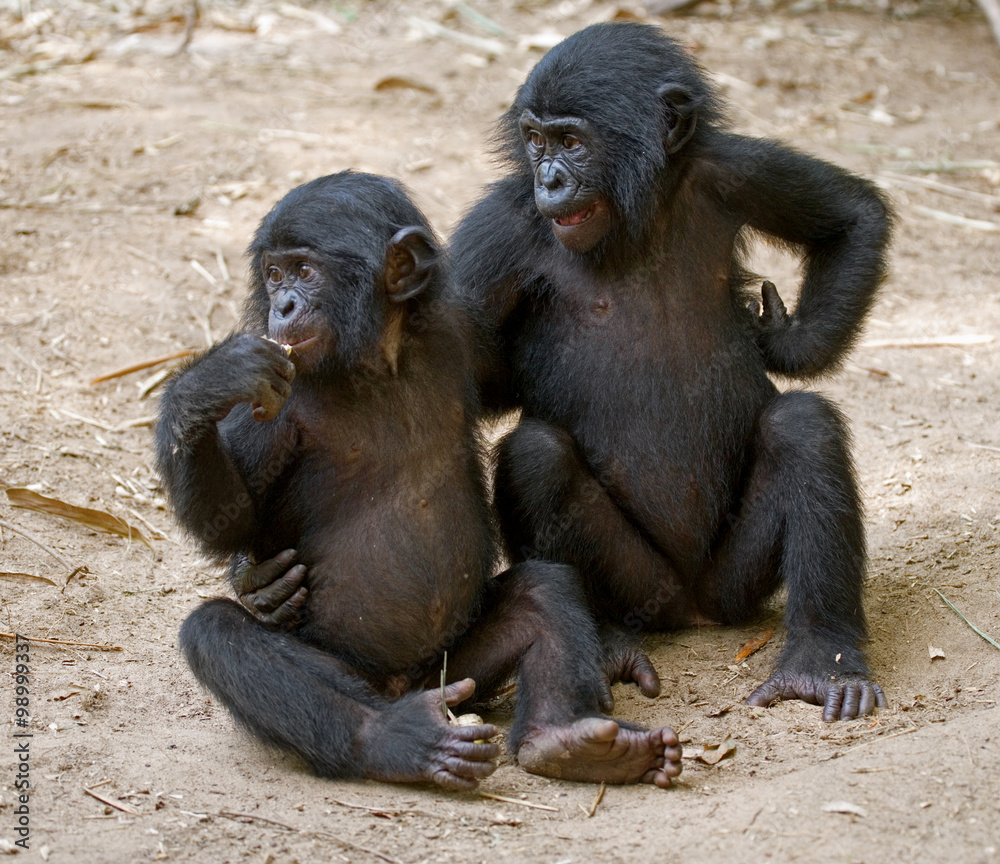 Two Bonobos are sitting on the ground. Democratic Republic of Congo. Lola Ya BONOBO National Park. An excellent illustration. Two Bonobos are sitting on the ground. Democratic Republic of Congo. Lola Ya BONOBO National Park. An excellent illustration.