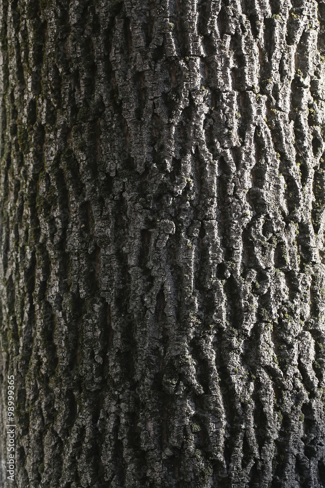 Wooden bark background Wooden bark background