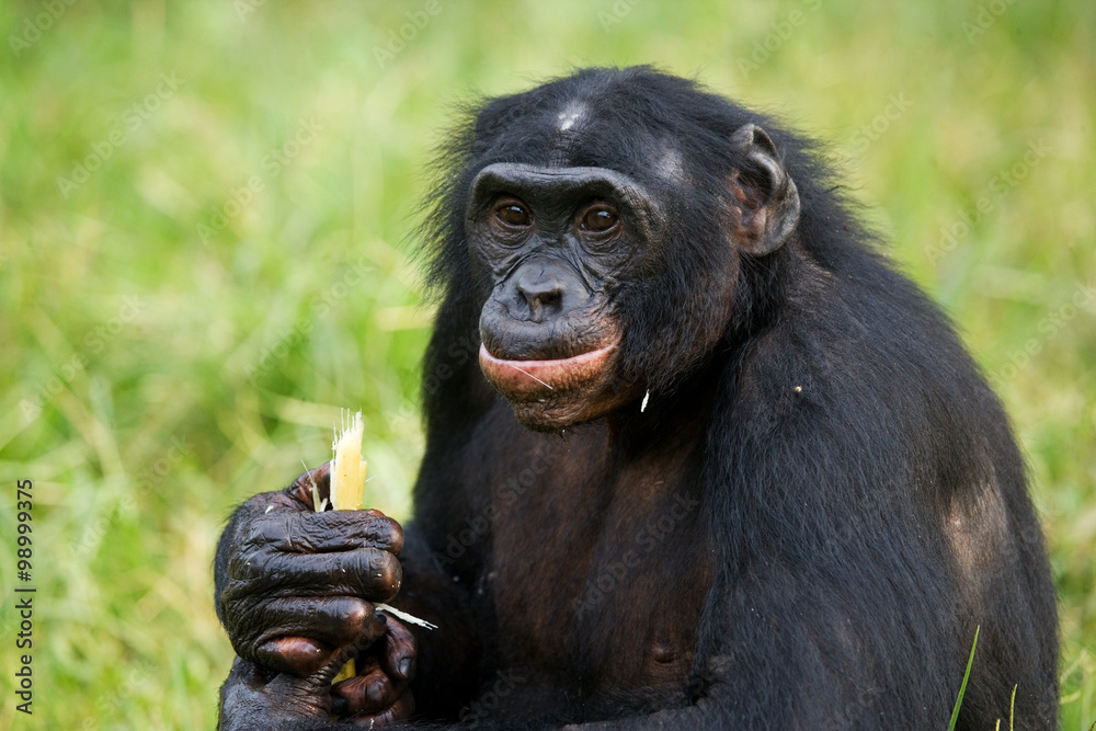 Bonobos eating bamboo. Democratic Republic of Congo. Lola Ya BONOBO National Park. An excellent illustration. Bonobos eating bamboo. Democratic Republic of Congo. Lola Ya BONOBO National Park. An excellent illustration.
