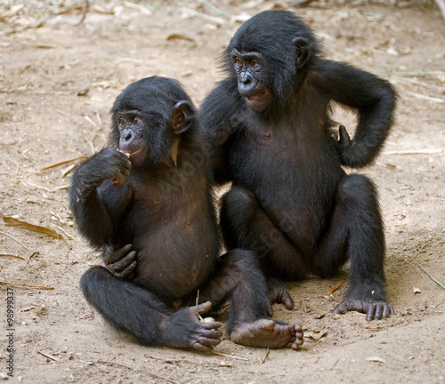 Two Bonobos are sitting on the ground. Democratic Republic of Congo. Lola Ya BONOBO   National Park. An excellent illustration.