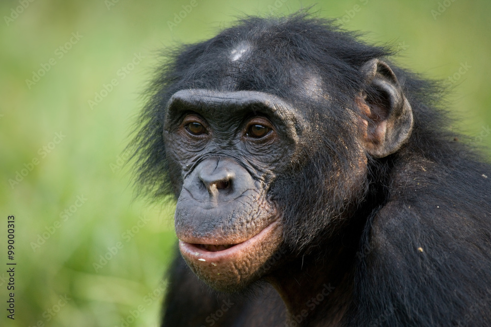Portrait of bonobos. Close-up. Democratic Republic of Congo. Lola Ya BONOBO National Park. An excellent illustration. Portrait of bonobos. Close-up. Democratic Republic of Congo. Lola Ya BONOBO National Park. An excellent illustration.