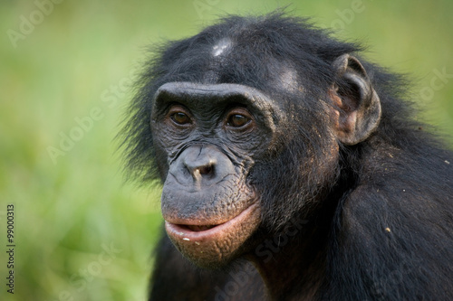 Portrait of bonobos. Close-up. Democratic Republic of Congo. Lola Ya BONOBO National Park. An excellent illustration. © gudkovandrey