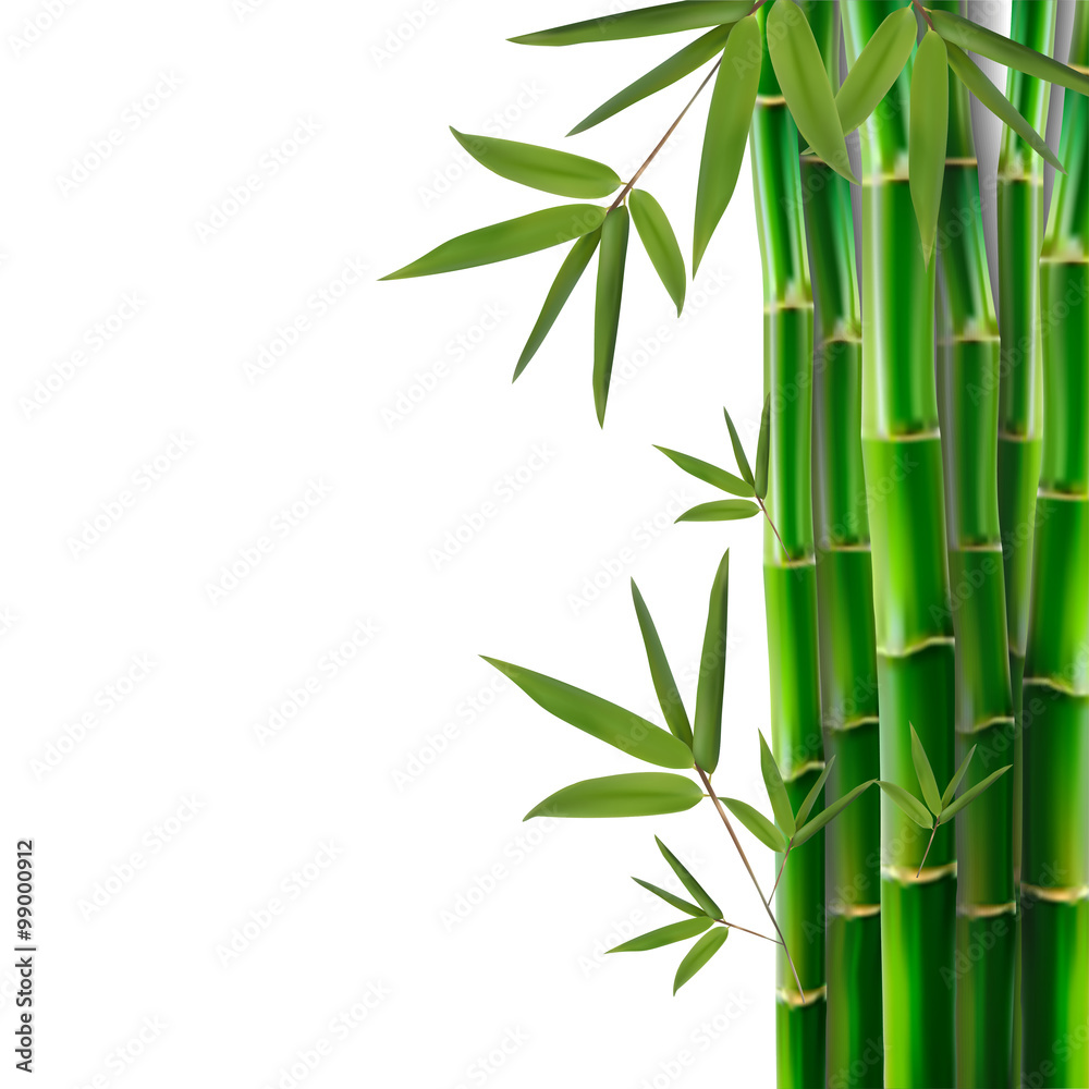 Bamboo,vector illustration Bamboo,vector illustration