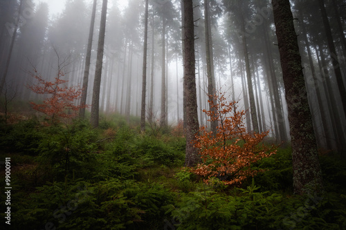 Fototapeta Naklejka Na Ścianę i Meble -  Beautiful foggy Beskidy mountains landscape