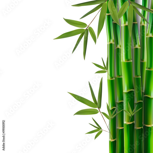 Fototapeta Naklejka Na Ścianę i Meble -  Bamboo,vector illustration