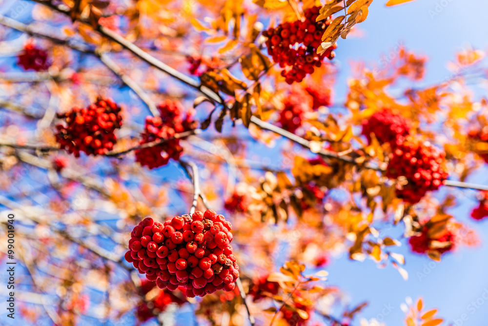 Detail Of Red Rowan Berry During Sunny Autumn Day Detail Of Red Rowan Berry During Sunny Autumn Day