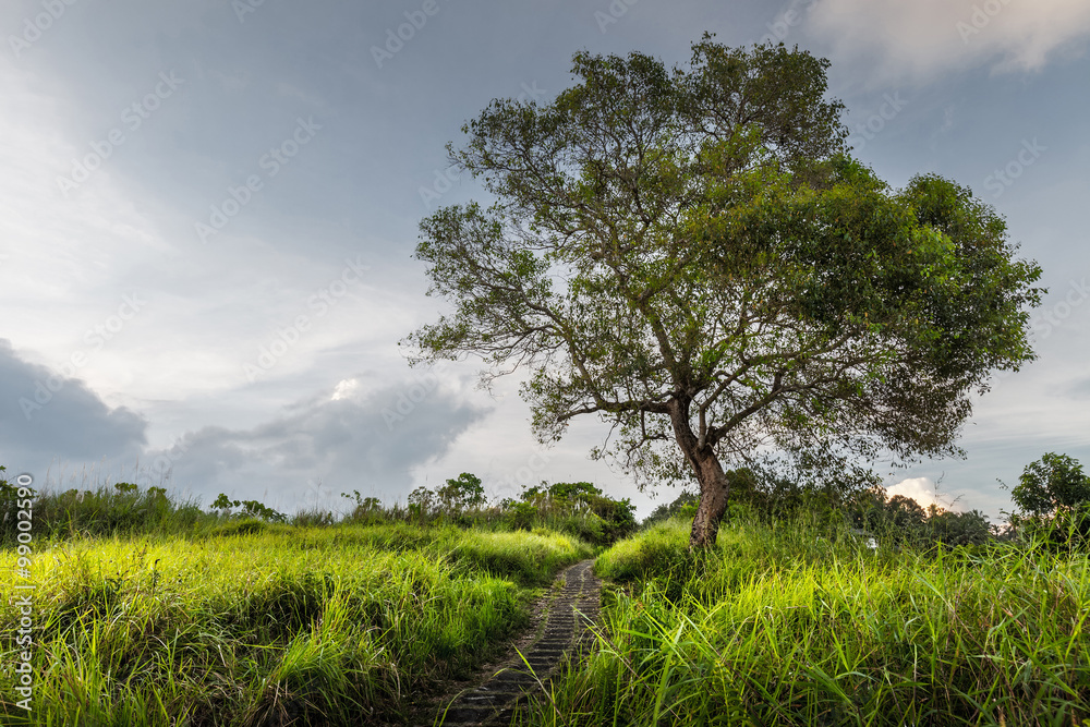 Obraz premium Tree on the meadow
