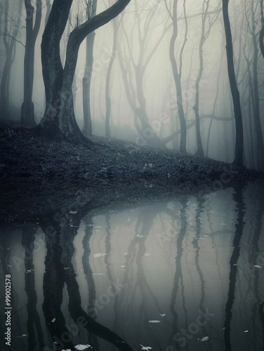 dark foggy forest reflectin...