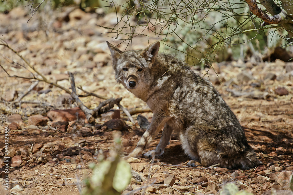 desert coyote desert coyote