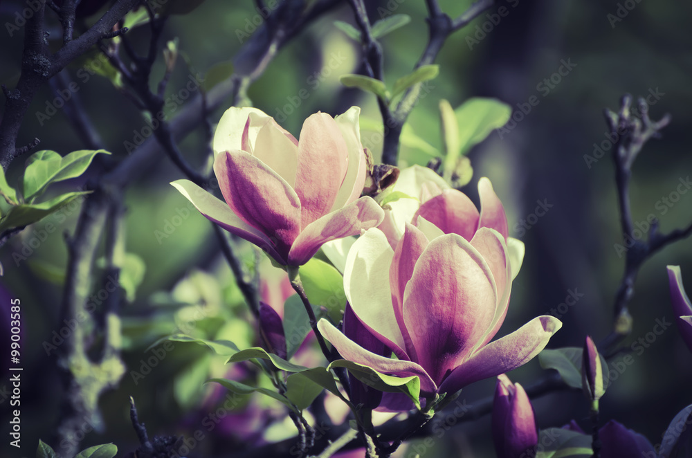 Magnolia spring flowers Magnolia spring flowers