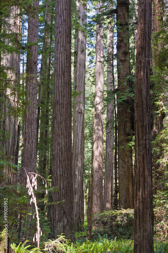 Fototapeta Naklejka Na Ścianę i Meble -  forest view of tall redwood trees in california