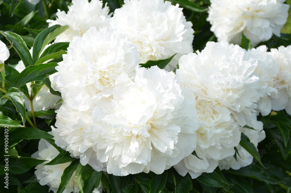 Beautiful white peony flowers in the garden Beautiful white peony flowers in the garden