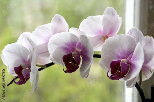 orchid branch