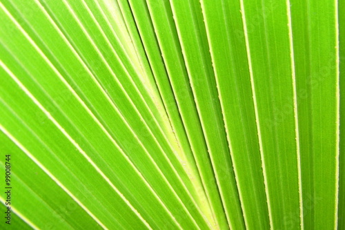 Green coconut leaf backgrond