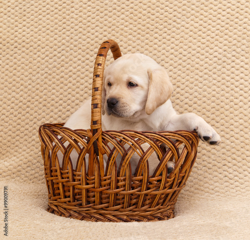 labrador puppy in a basket