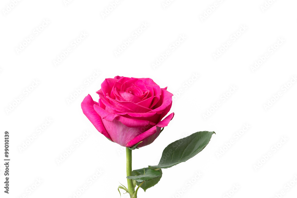 Pink rose white background isolated
