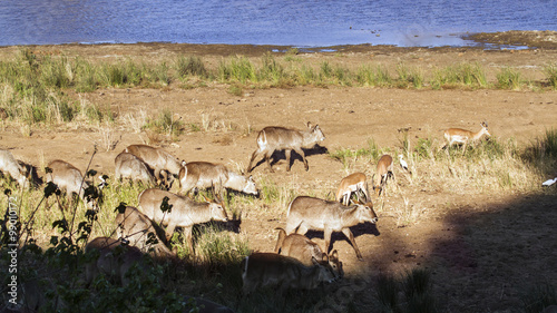 Waterbuck in Kruger National park