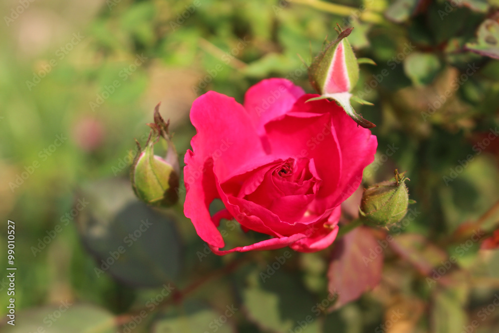 Red roses and sunlight