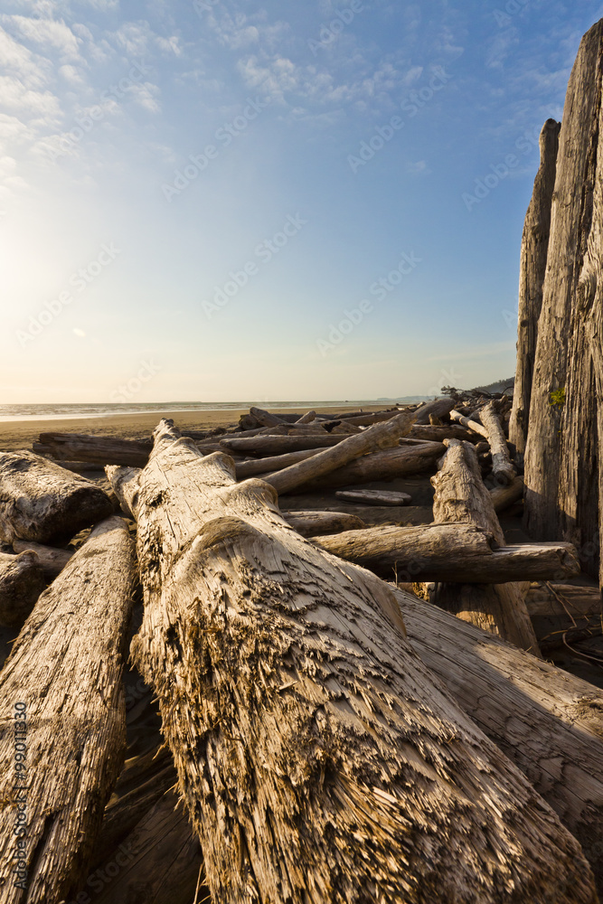 driftwood on ocean shore