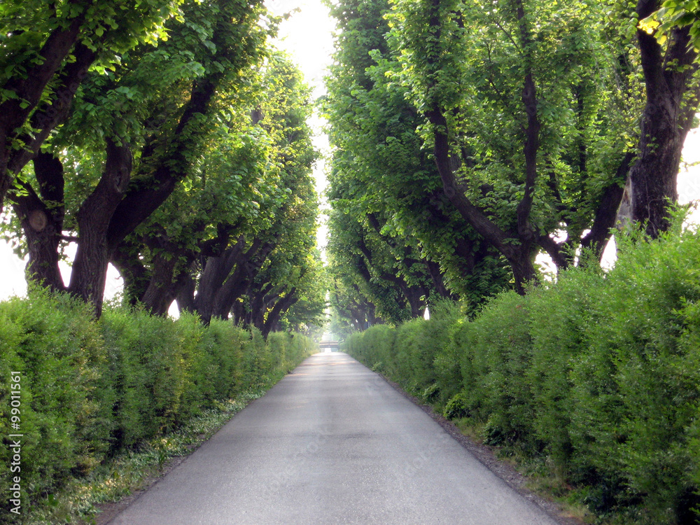 path under trees
