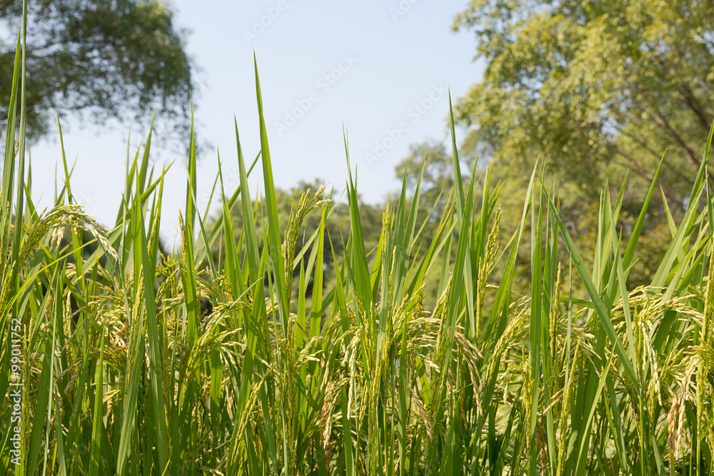 Fototapeta premium Rice field in farmland.