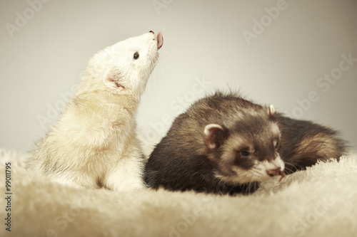 Color ferret couple in studio