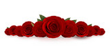 red roses flower with white background