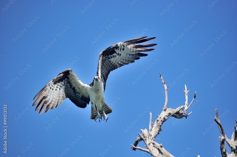 Obraz premium One Osprey taking off from a tree.