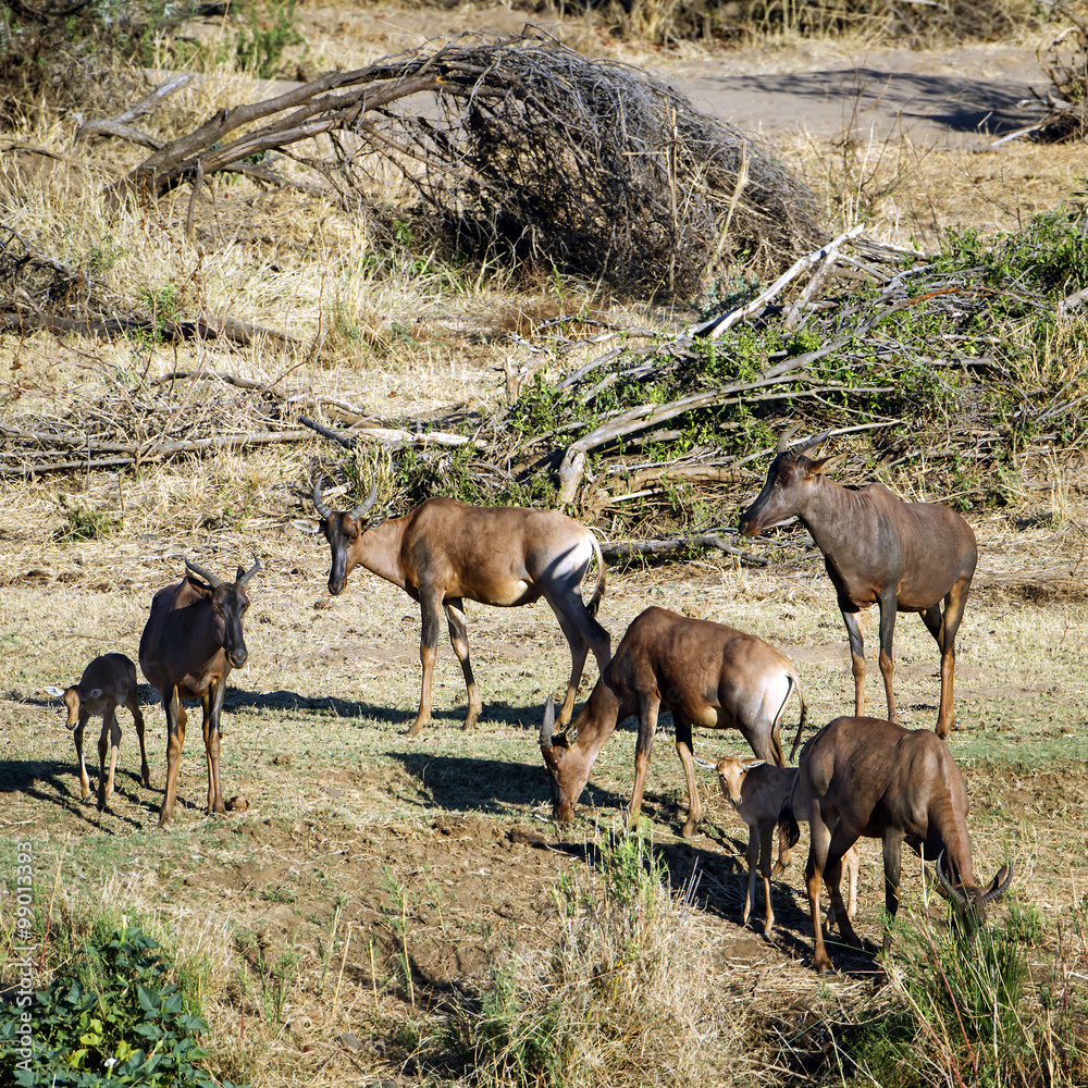 Common tsessebe in Kruger National park Common tsessebe in Kruger National park