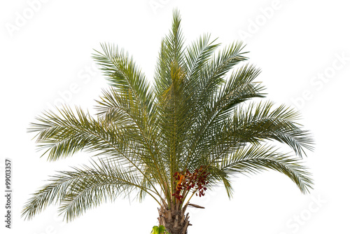 Fototapeta Naklejka Na Ścianę i Meble -  Date palm tree with unripe dates
