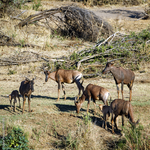 Common tsessebe in Kruger National park