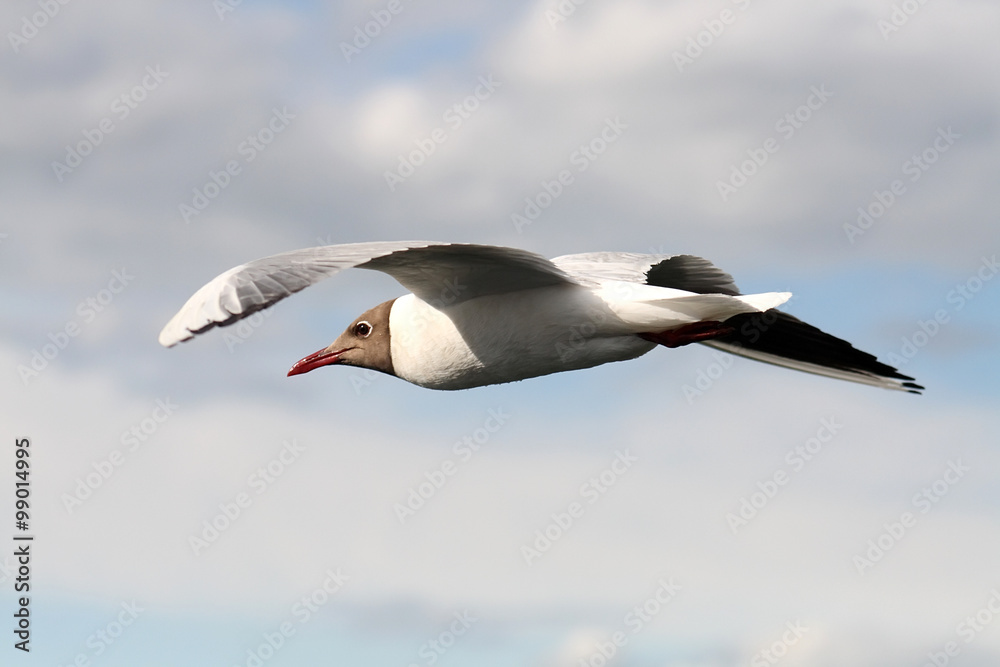 Fototapeta premium Seagulls