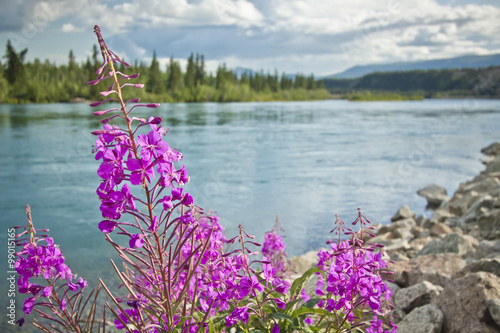 magenta flowers on shore of yukon river photo