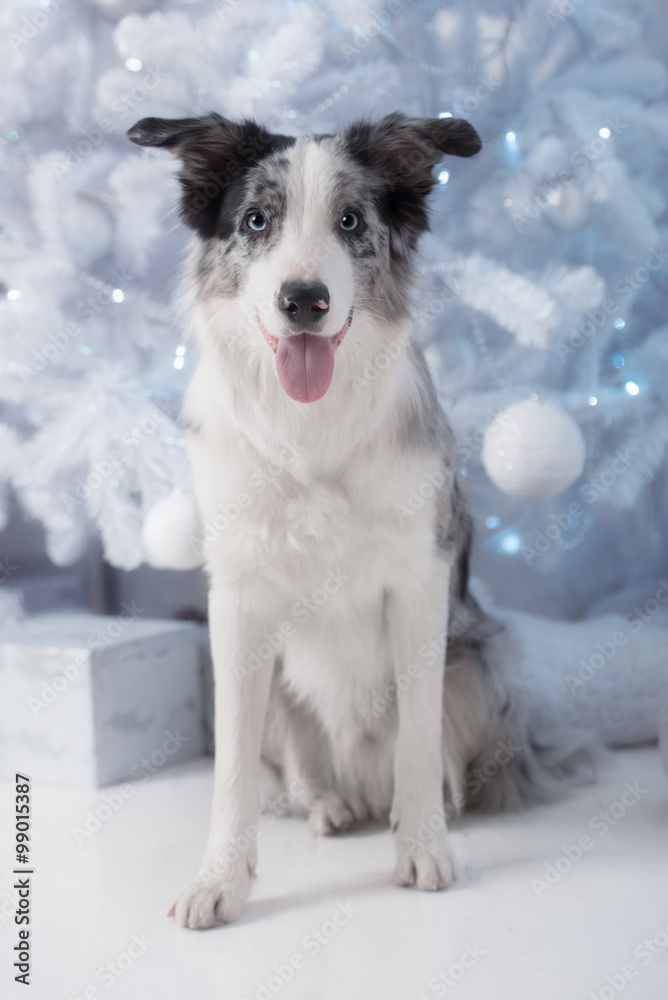 Border collie dog lying down on white Christmas lights Border collie dog lying down on white Christmas lights
