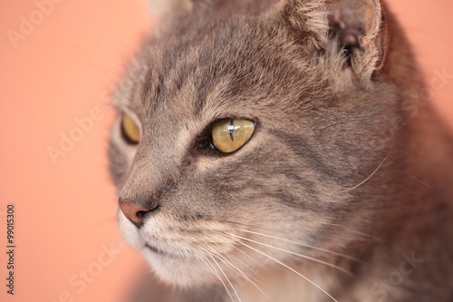 cat looking out of focus background