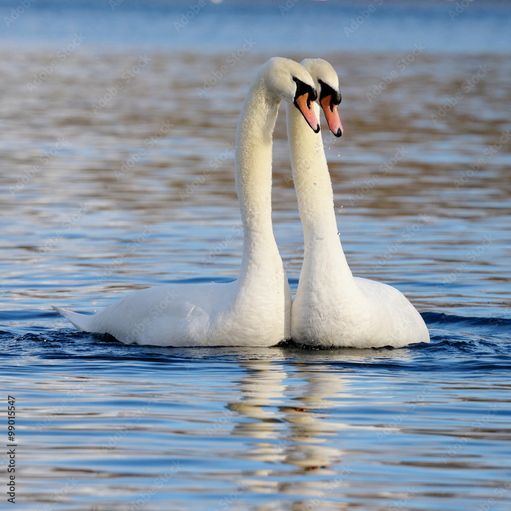 Fototapeta premium Mute Swan, cygnus olor