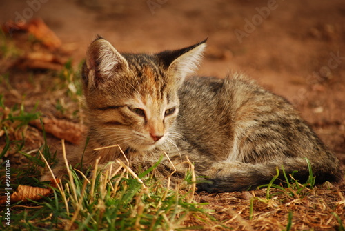 Short-haired cat with half-closed eyes © Rossitsa Dimitrova
