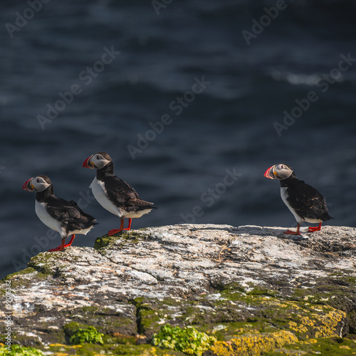 Icelandic puffins at remote islands in Iceland, summer, 2015
