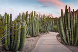 Organ Pipe  Cactus Forest